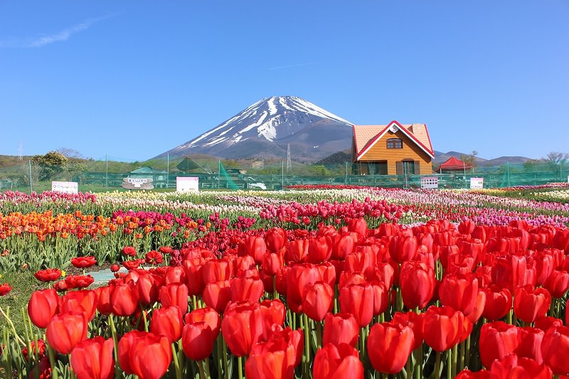 Японские тюльпаны фото