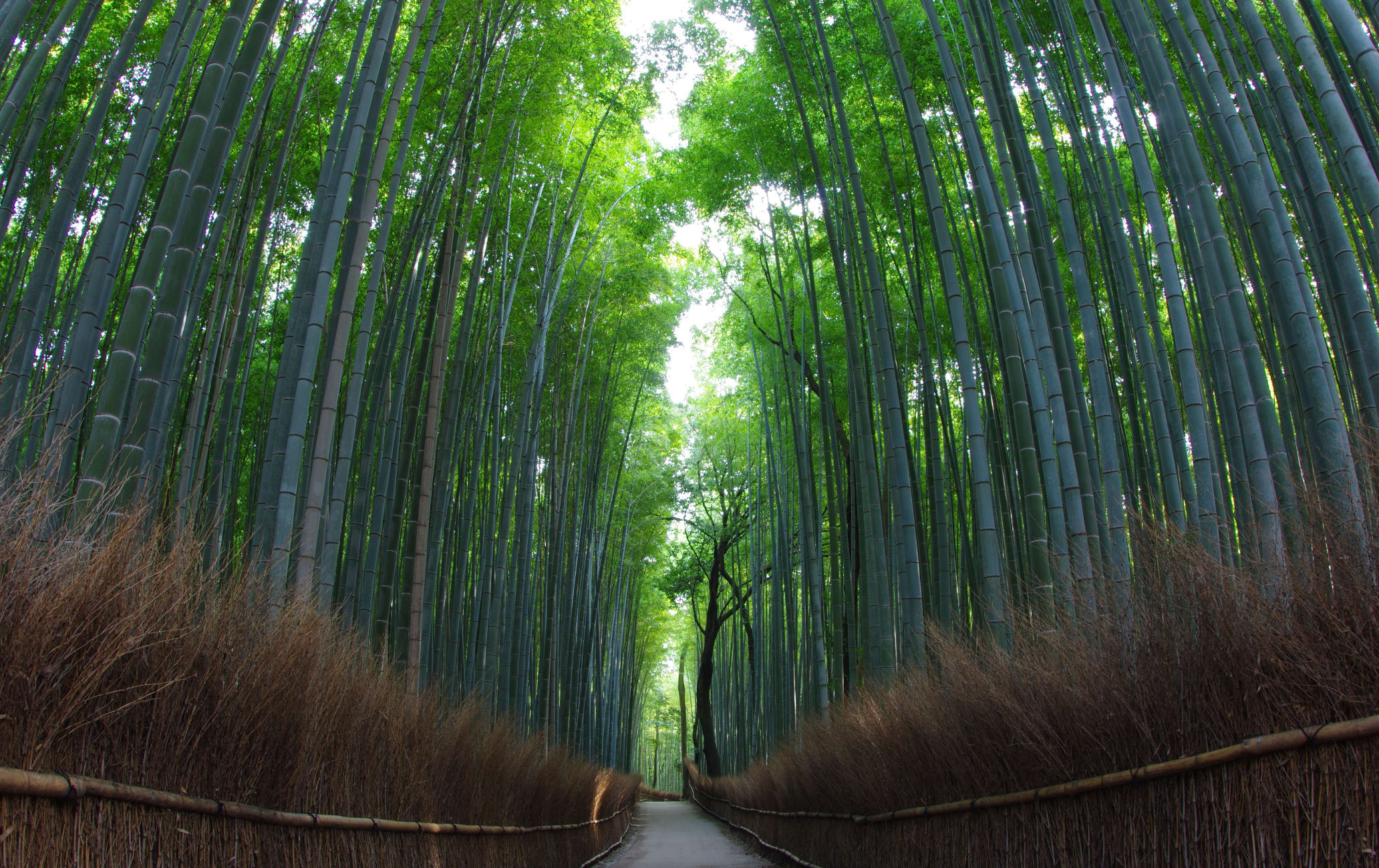 Бамбуковый лес Сагано на карте мира